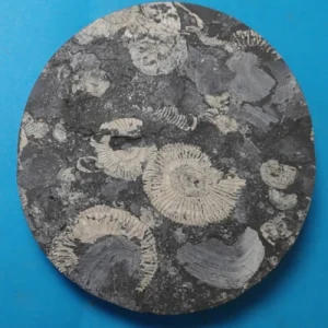 Ammonite-tranqueville sur fond bleu