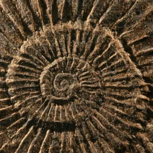 Dactylioceras Schistes carton