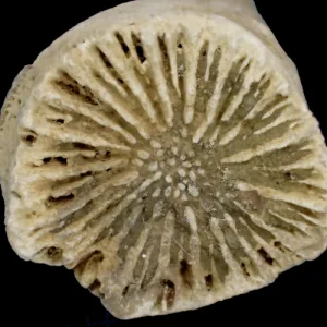 Stylophyllopsis veracolumella, Pliensbachien du Calvados