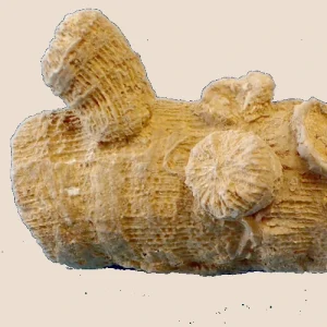 Thecosmilia, Toarcien du Maroc