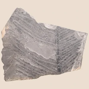 Lebachia