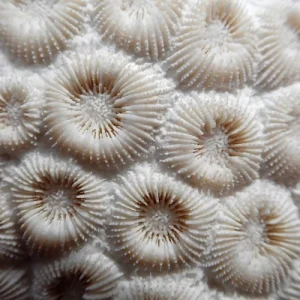Montastrea cavernosa