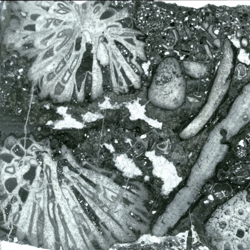 Plateforme technique de lithopréparation lame mince coraux Lame mince coraux